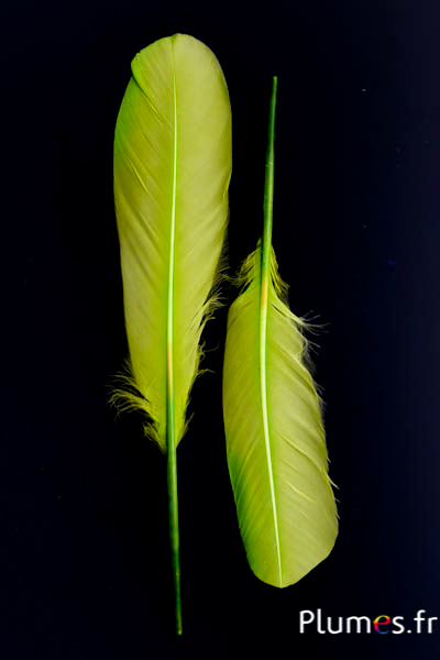 Cygne Soie - 25-30 cm - lime